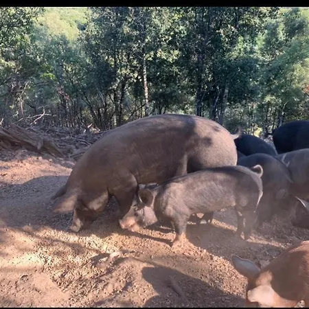 Domaine L Alba Scelta