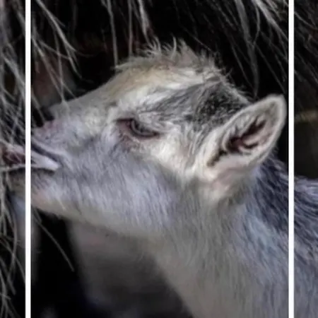 Domaine L Alba Scelta בית נופש Ucciani