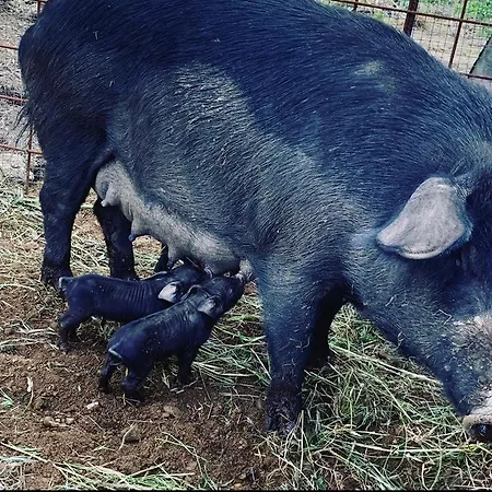 Semesterbostad Domaine L Alba Scelta *