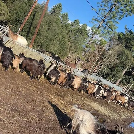 Domaine L Alba Scelta Semesterbostad *