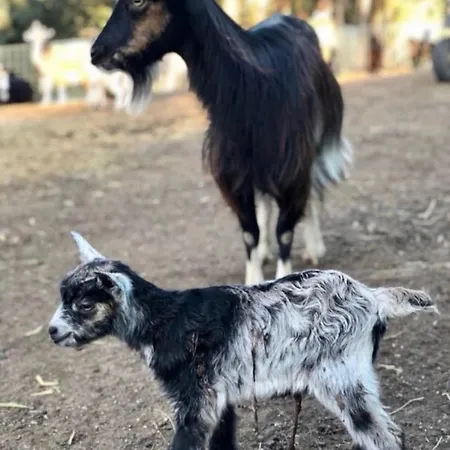 Domaine L Alba Scelta *