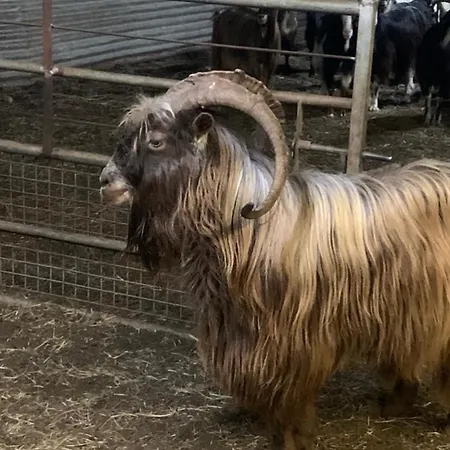 Domaine L Alba Scelta Ucciani