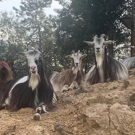 Hébergement de vacances Domaine L Alba Scelta