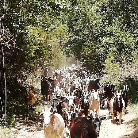 Domaine L Alba Scelta Hébergement de vacances *