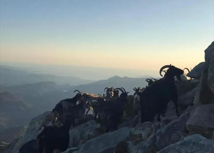 Domaine L Alba Scelta * Ucciani