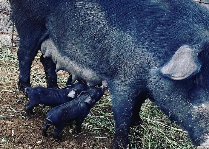 Tatil Evi Domaine L Alba Scelta *