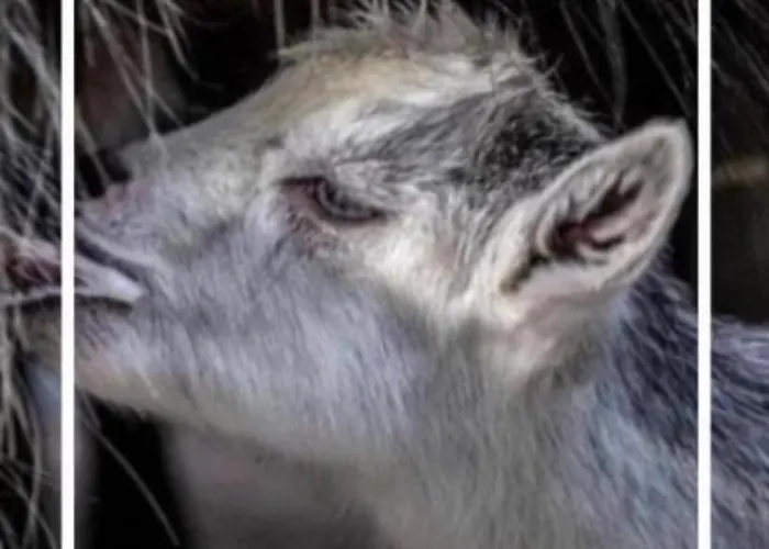 Domaine L Alba Scelta Tatil Evi Ucciani